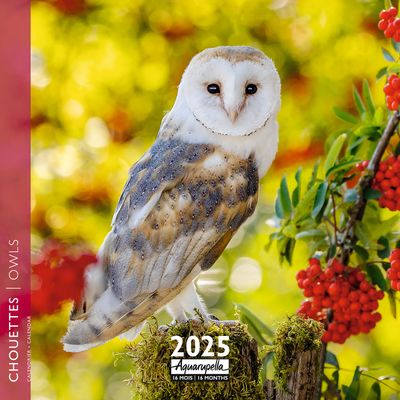 Calendrier mensuel 30x30 cm - 16 mois - Chouettes