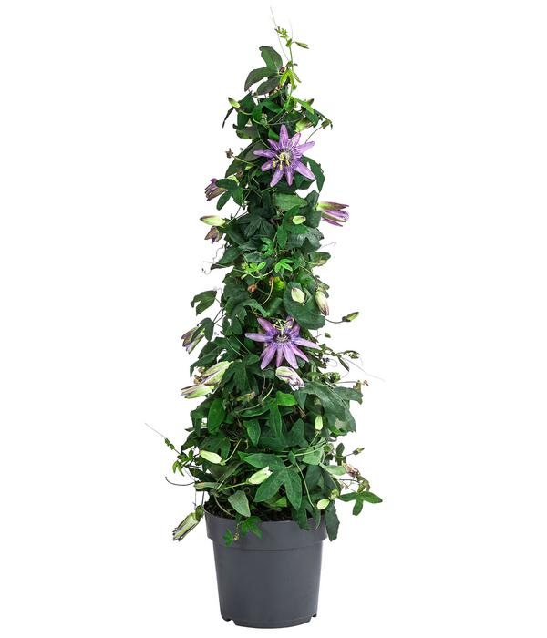 Passionsblume, Pyramide, verschiedene Sorten