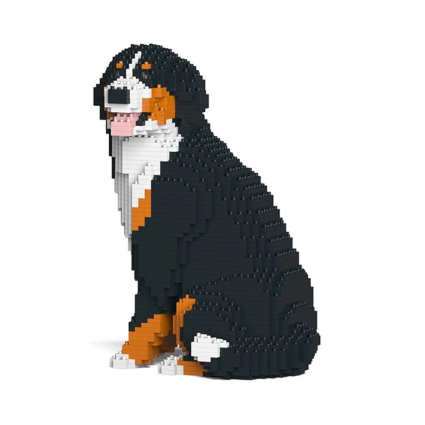 Jekca Berner Sennenhund
