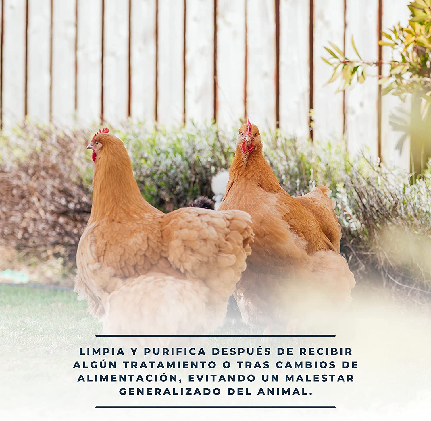 Suplemento alimentar Finca Casarejo Soludetox para aves e coelhos