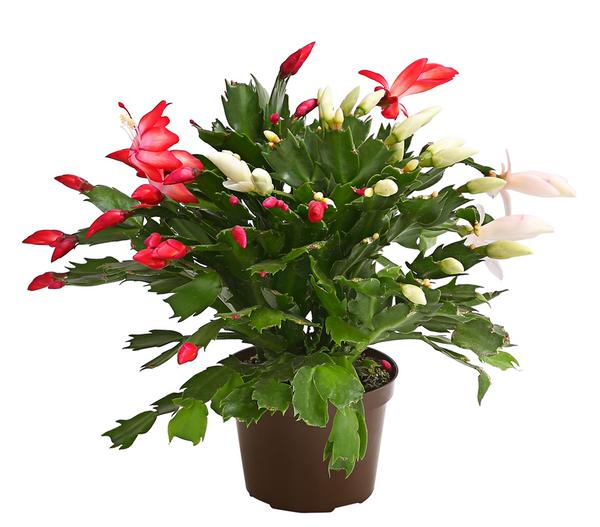 Weihnachtskaktus-Duo - Schlumbergera x
