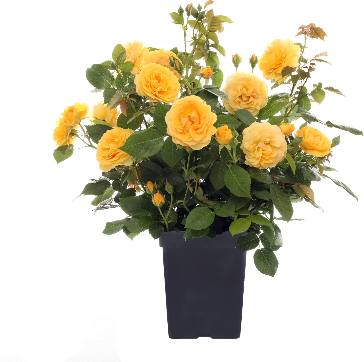 Trosroos (Rosa 'Absolutely Fabulous') D 23 H 25 cm