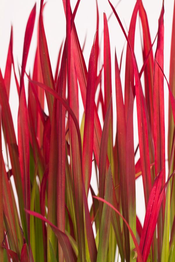 Japanisches Blutgras 'Red Baron'