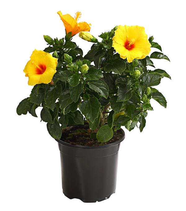 Zimmerhibiskus - Hibiscus rosa-sinensis,