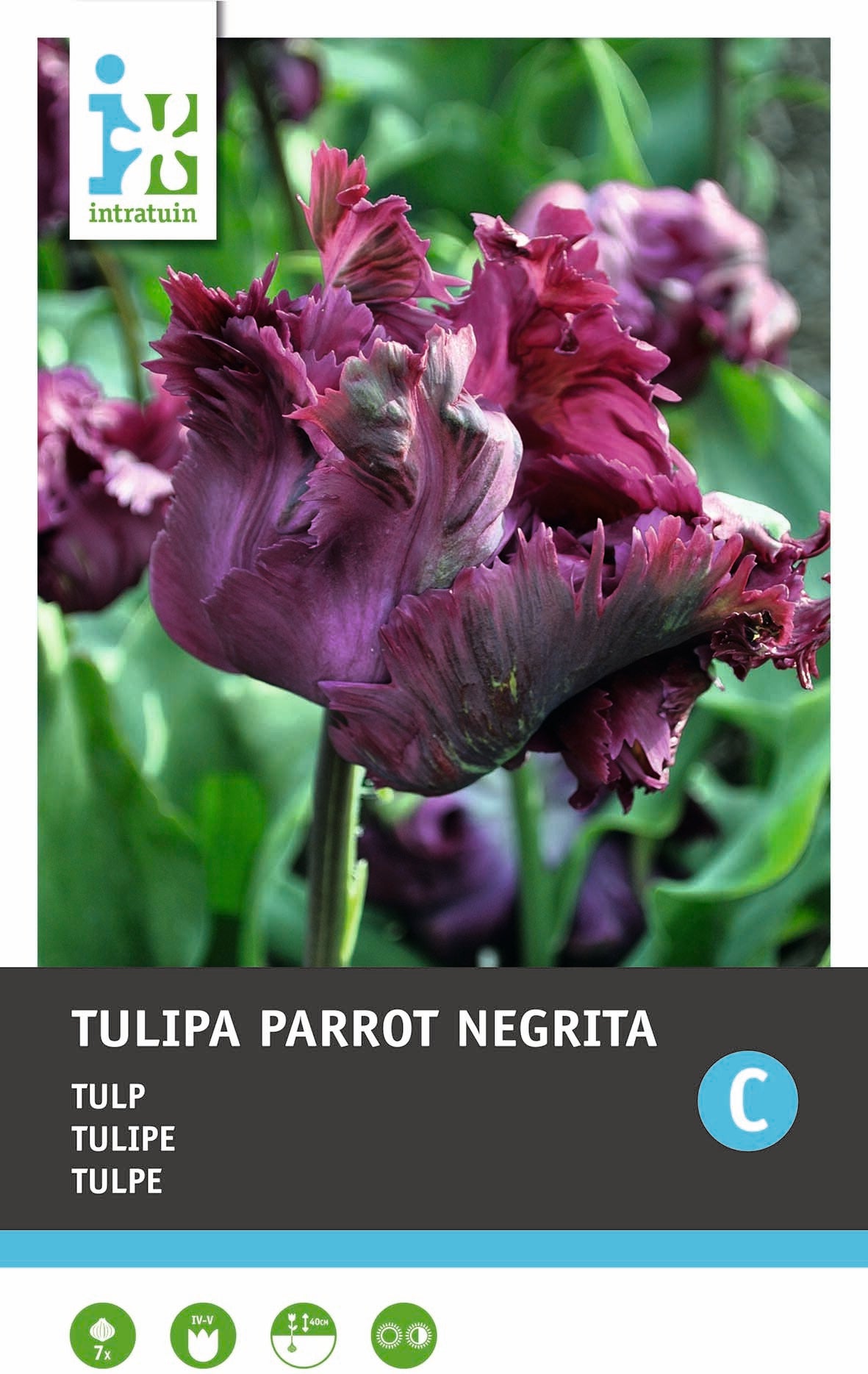 Intratuin bloembollen Tulp (Tulipa 'Negritta Parrot') 7 stuks