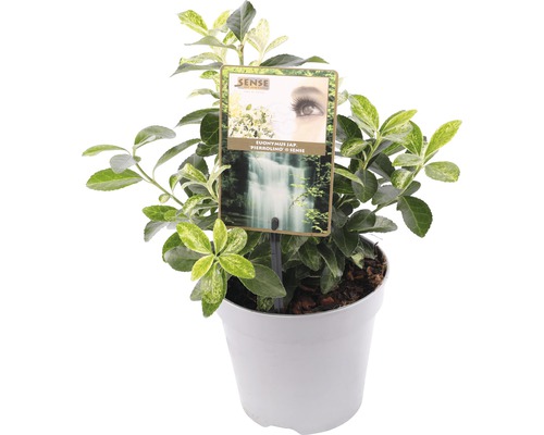 Kardinaalsmuts FloraSelf Euonymus japonica 'Pierrolino' H 15-20 cm Co 1.5 L