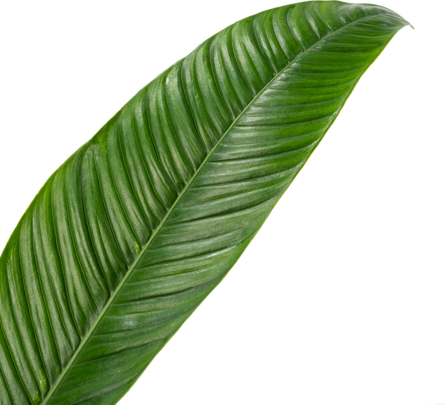 Philodendron (Philodendron campii) D 24 H 80 cm