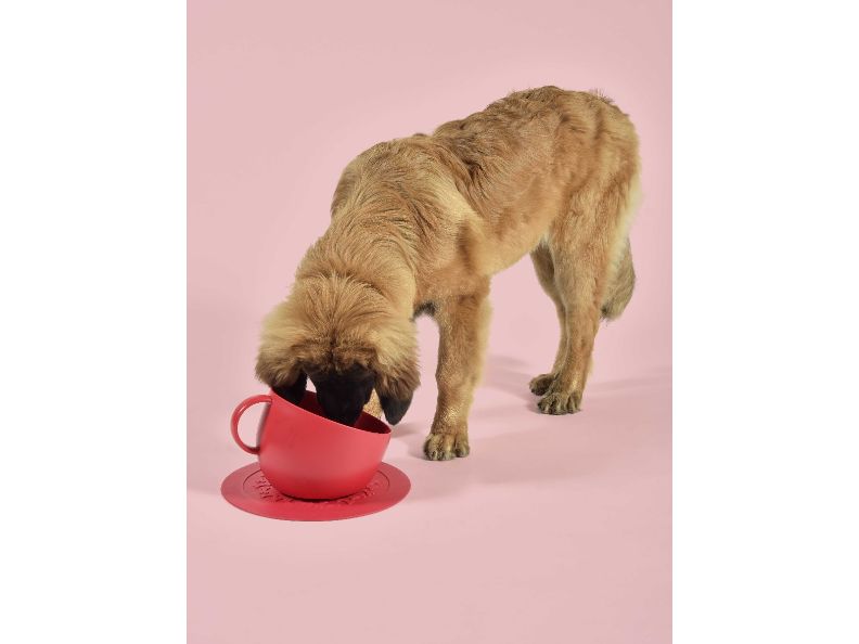 United Pets Hundenapf Cup Rot, 2.5 l Roter Napf für Hunde