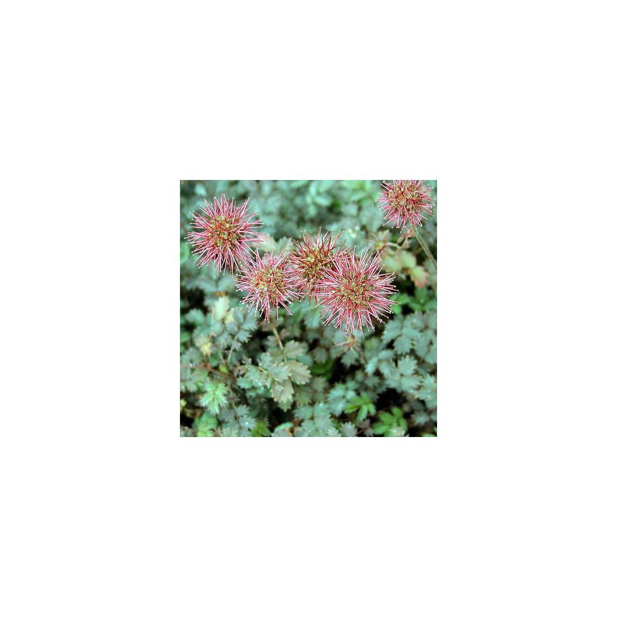 Lampourde de nouvelle-zélande, acaena novae-zelandiae/acaena novae-zelandiae[-]godet