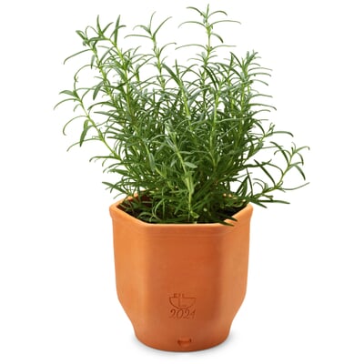 Kräutertopf Terrakotta
