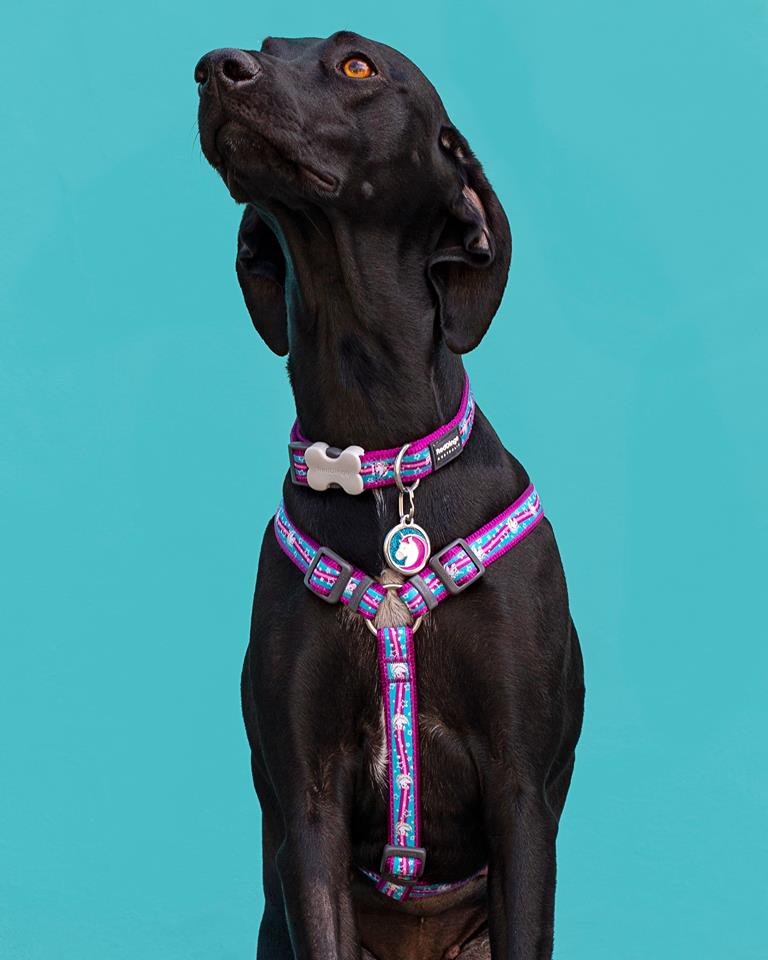 Etiqueta de identificação para cães com glitter de unicórnio azul-turquesa