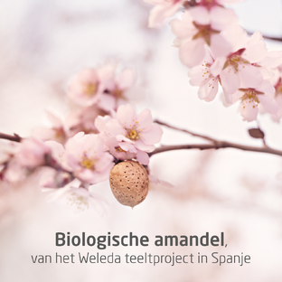 Weleda Amandel Verzachtende Crème Light 30ML