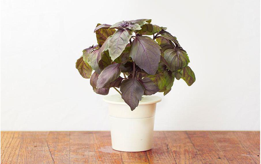 Samen Roter BasilikumNachfüllpackung zum Smart Herb Garden