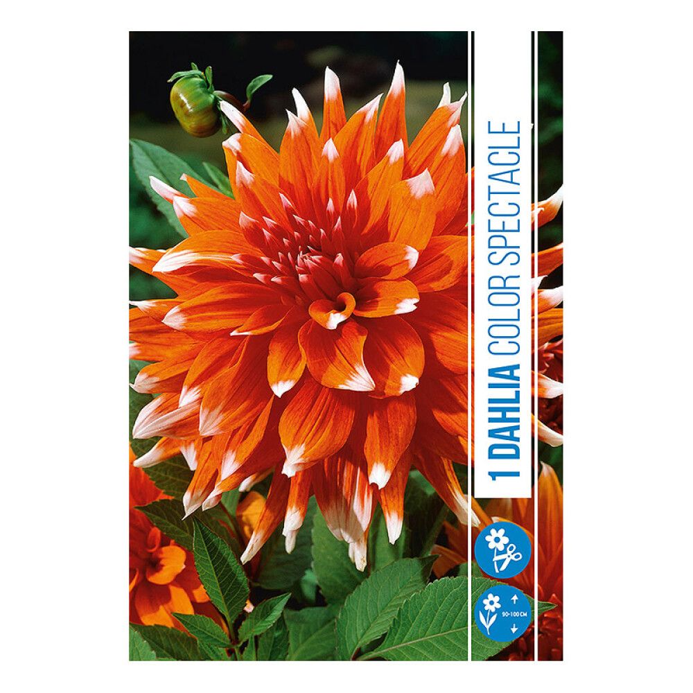 VÅRLØK DHALIA COLOUR SPECTACLE 1STK