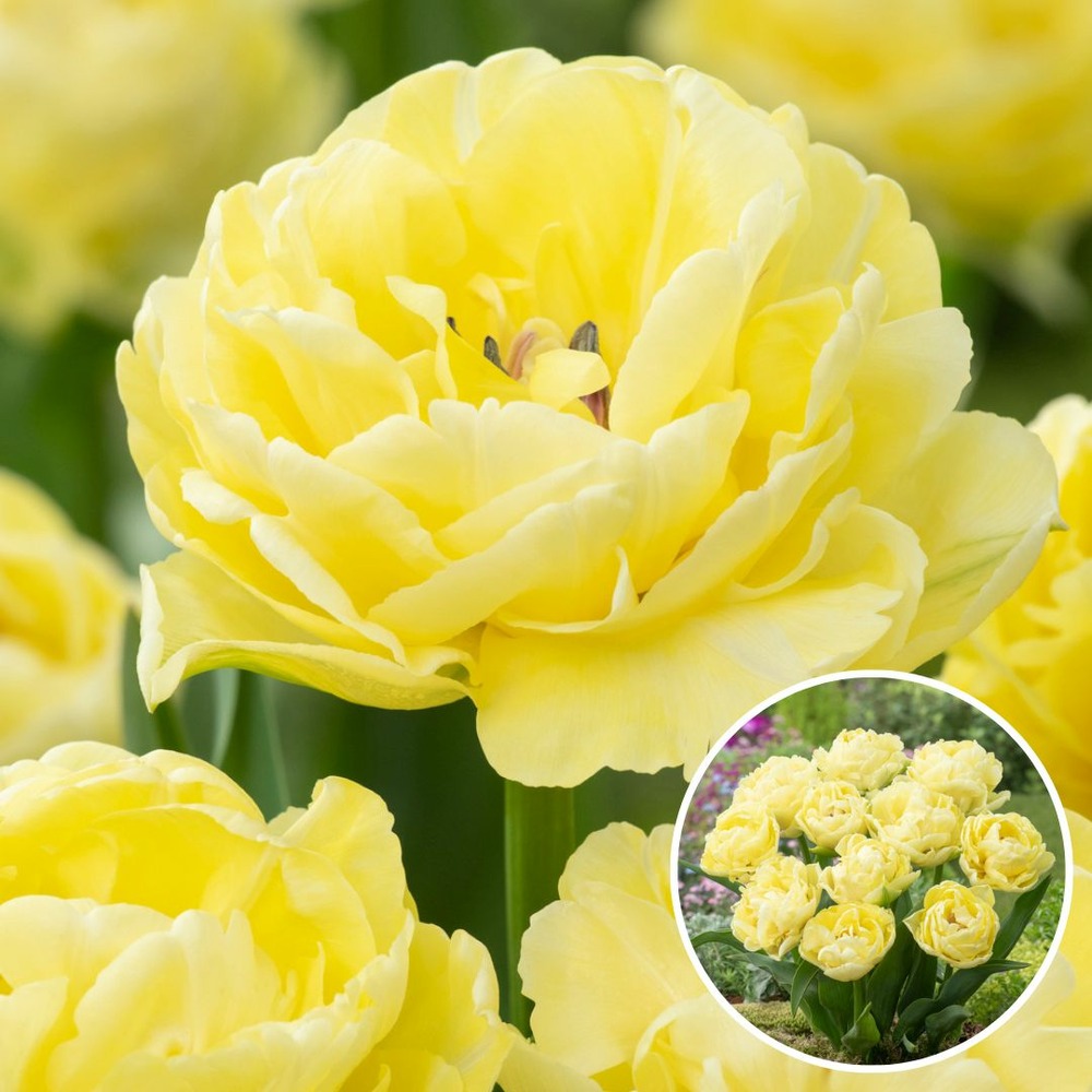 Tulipa avant garde - bulbes de fleurs x21 - tulipes - jaune