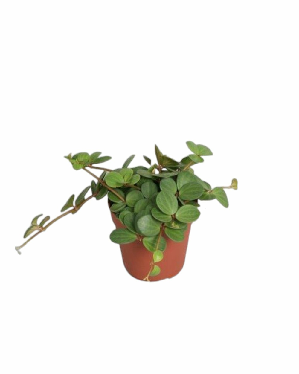Plante d'intérieur - peperomia hope 15.0cm
