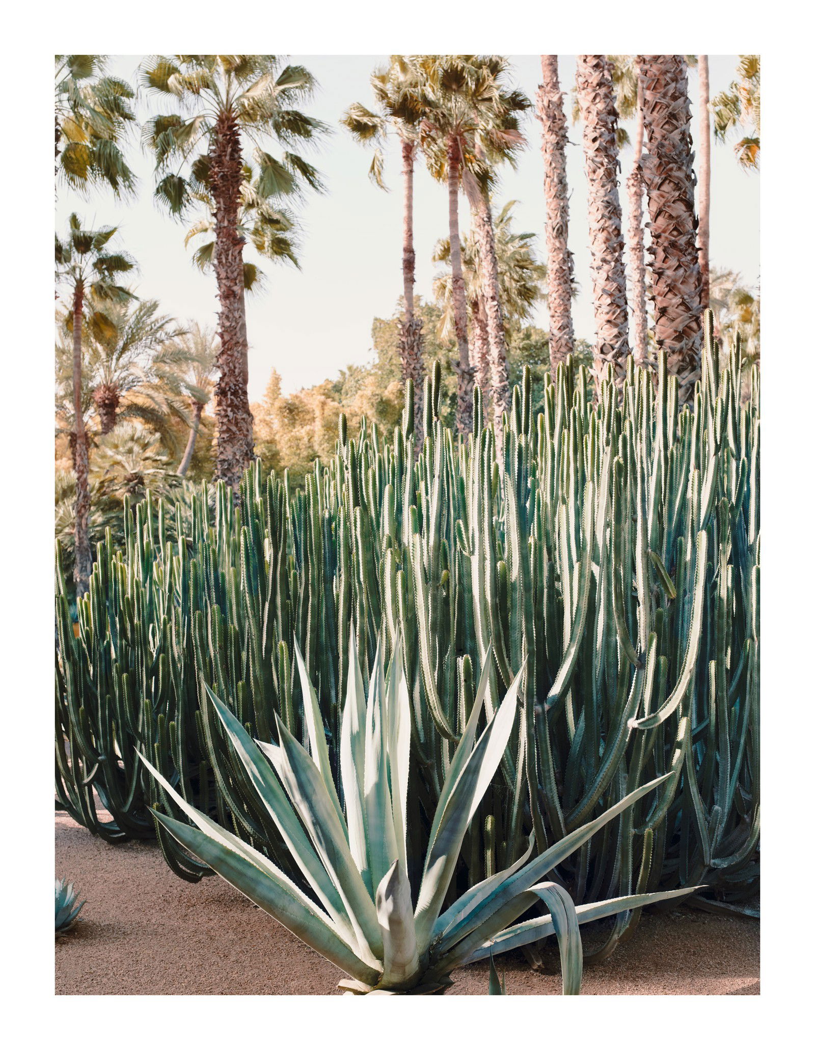 Jardin Majorelle III by Simon Watson - Limited Edition. Edition of: 150. Signed.