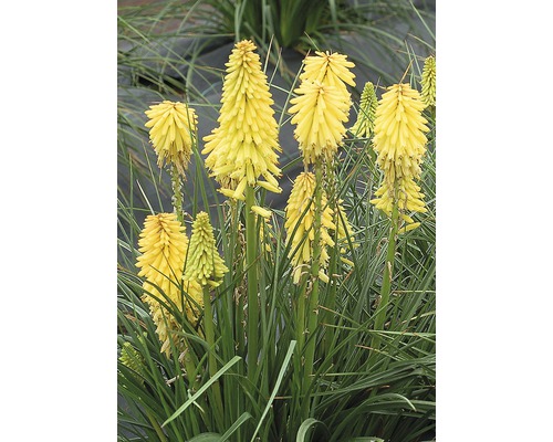 Vaste planten in diverse soorten FloraSelf H 35-45 cm Co 5 L