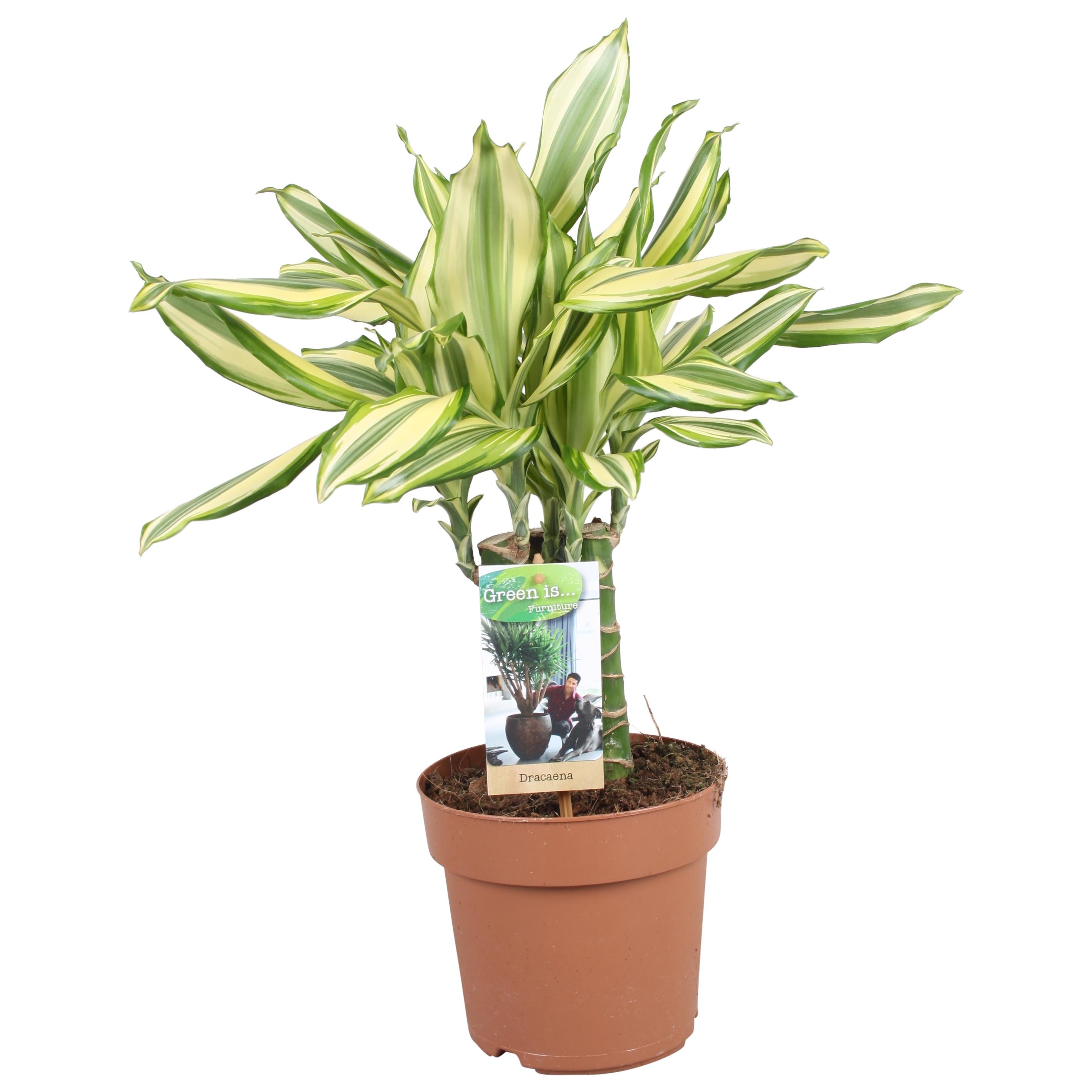 Plante d'intérieur - dracaena 'diamonddream carroussel' 40.0cm
