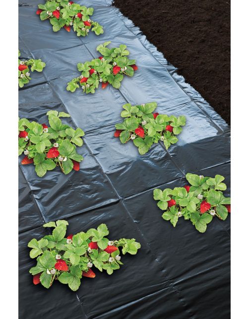 Nature Aardbeienfolie - Groeifolie Gronddoek - 1000x140 cm Zwart