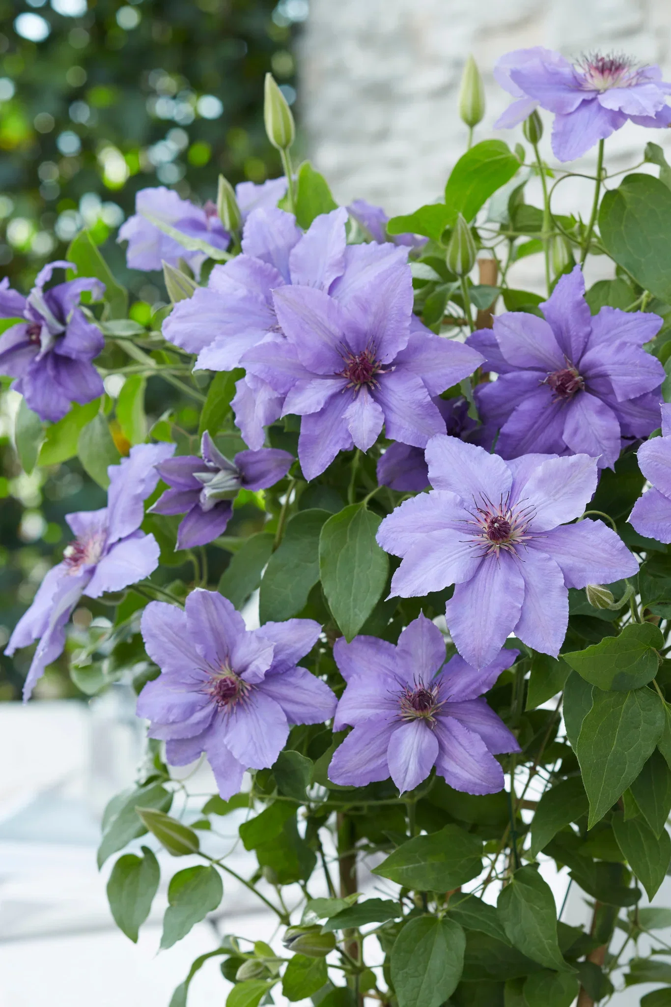 Clematis BOULEVARD® PARISIENNE™ ('Evipo019') Klematis BOULEVARD® PARISIENNE™ Ø15 cm