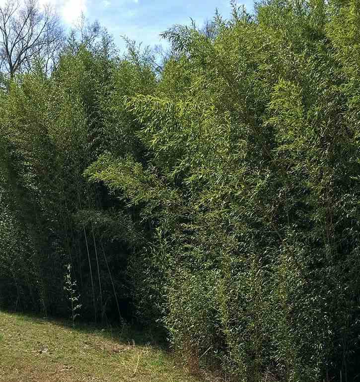 Phyllostachys bissetii taille pot de 5 litres ? 80/100 cm