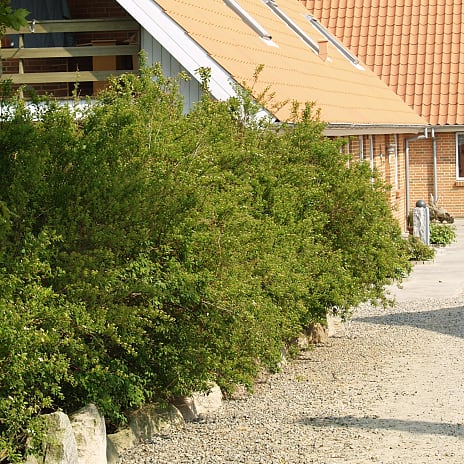 Buketspirea 50-80 - hæk - 10 stk. pr. bundt