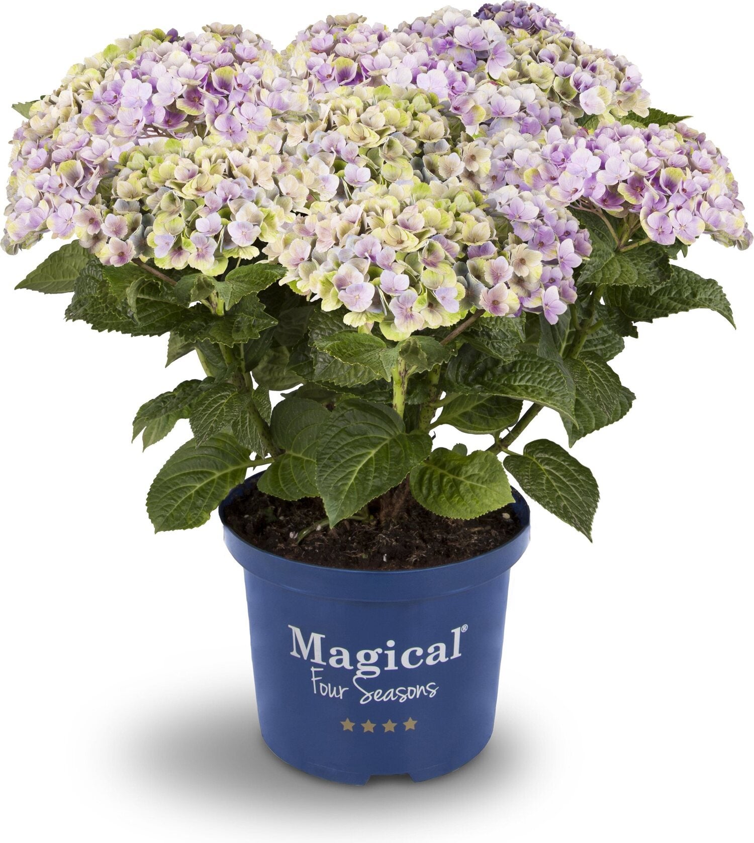 Hortensia (Hydrangea macrophylla 'Magical Amethyst') blauw D 19 H 30 cm