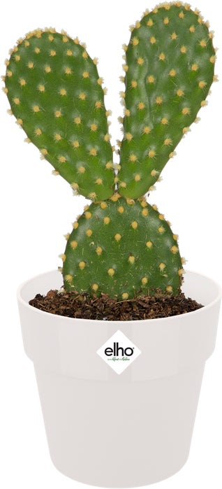 Elho bloempot B. for original wit D 6,6 H 6 cm