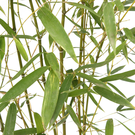 Bambou moyen phyllostachys aurea: pot de 10 litres