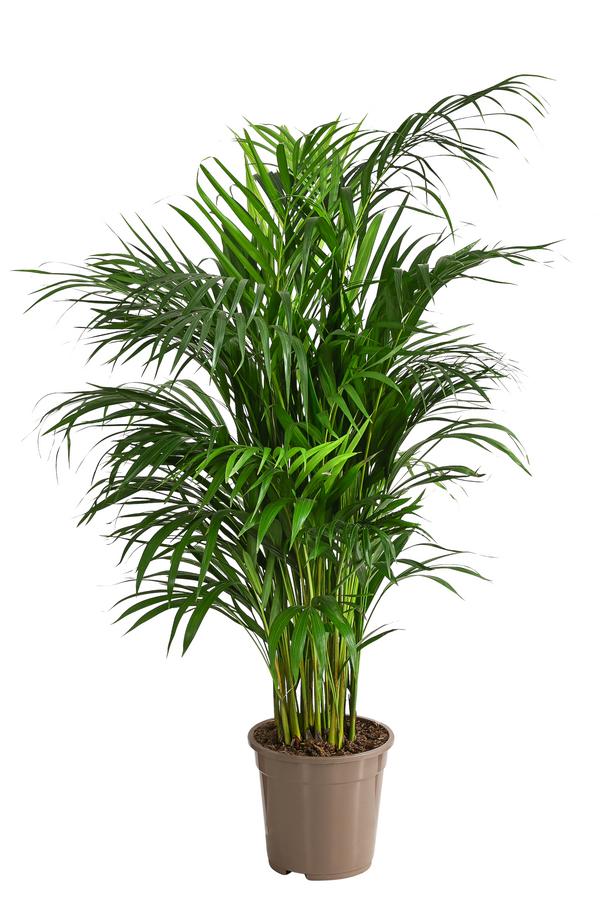 Goldfruchtpalme - Dypsis lutescens