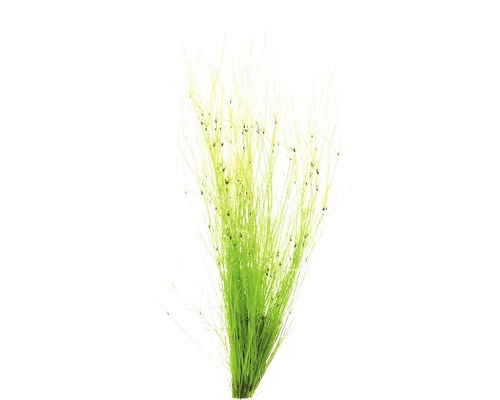 Paraplu-bies - Eleocharis vivipara in een pot