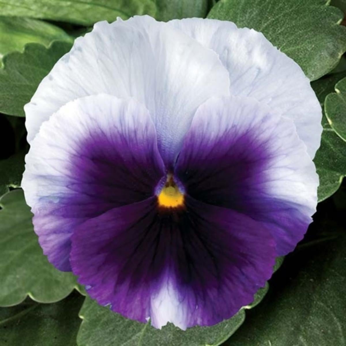Viooltje (Viola F1) sixpack paars D 9 H 10 cm