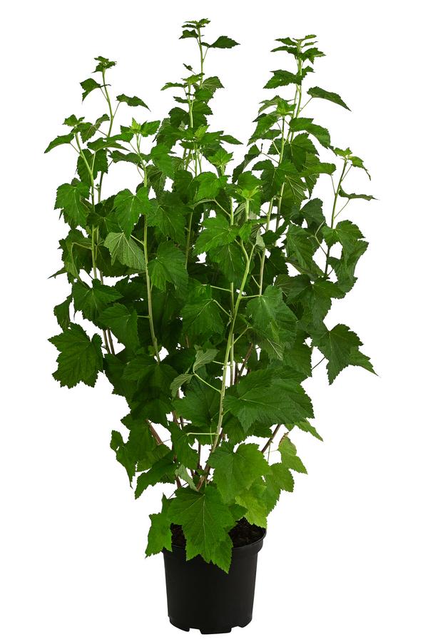 Johannisbeere 'Titania'