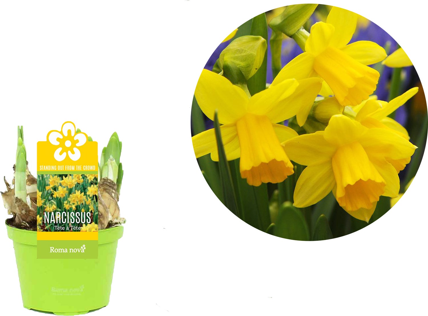 Narcis (Narcissus 'Tete a Tete') D 9 H 13 cm