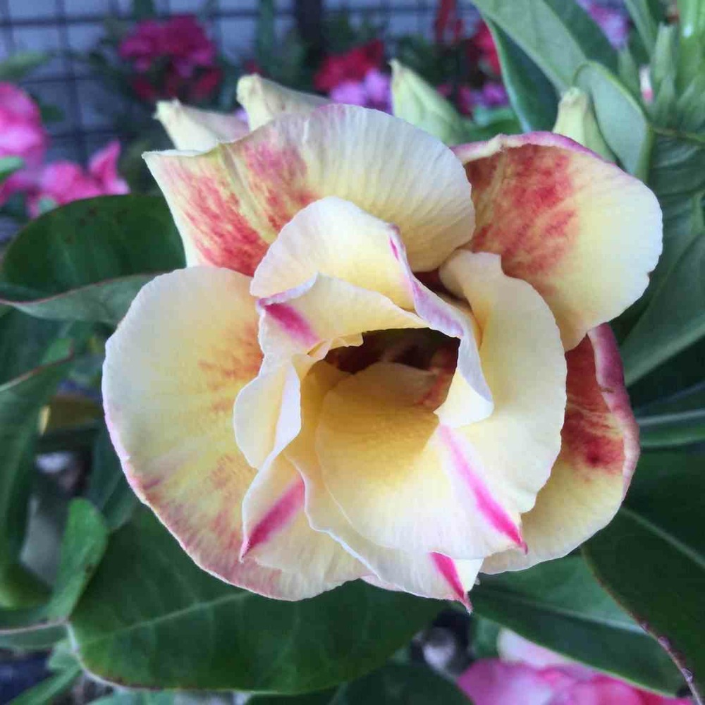 Adenium obesum cv.prarod meri jaune rose - taille caudex d'environ 2000g 25/30cm très gros caudex