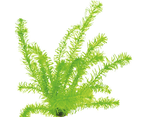 Waterpest tropische soort - Egeria densa, tropische soort