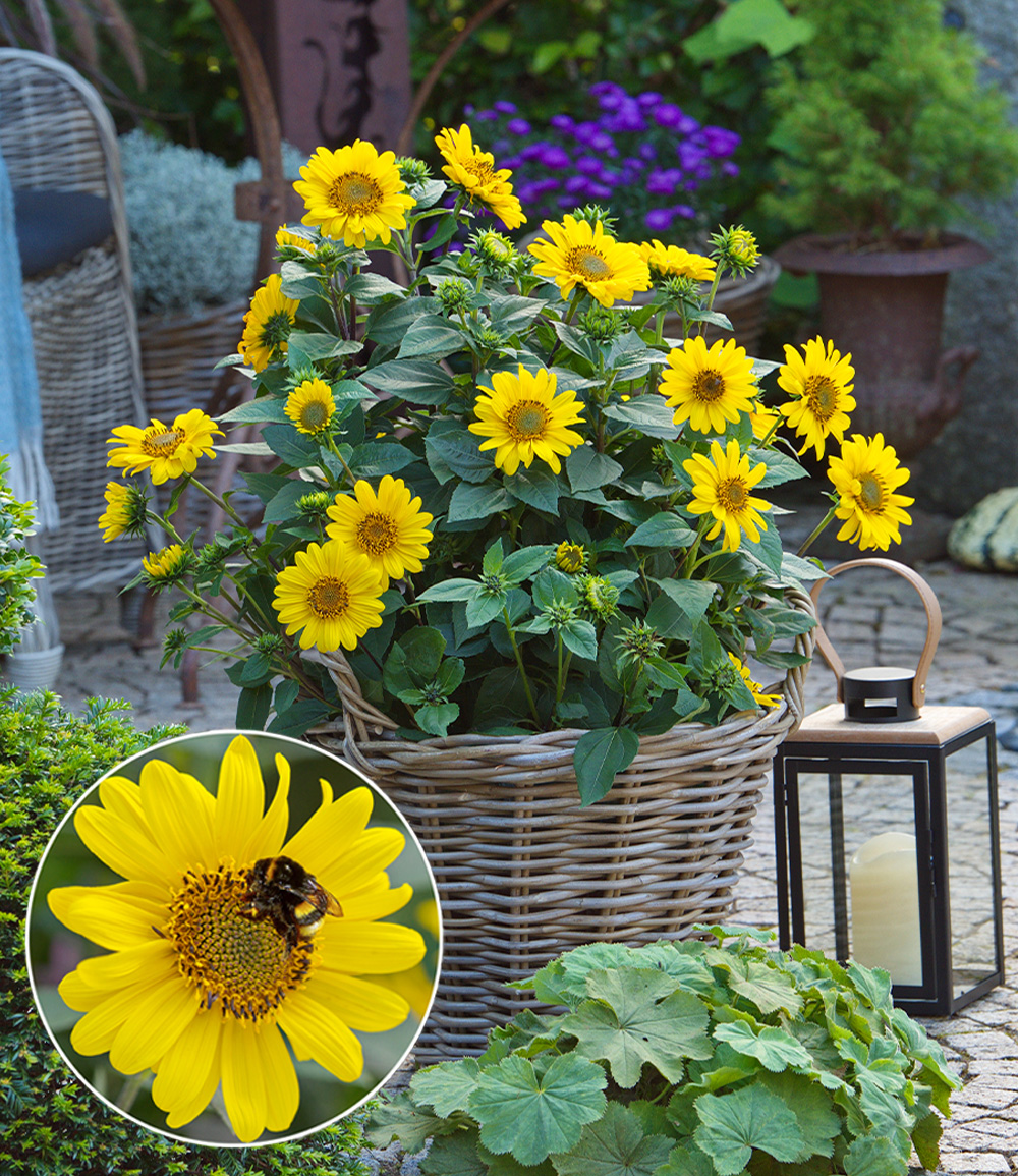 Winterharte Sonnenblume 'SunCatcher®' im XL-Topf