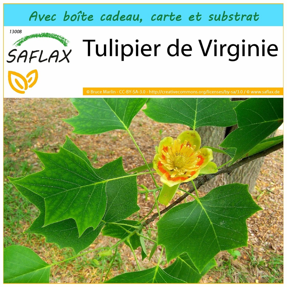 Kit cadeau - tulipier de virginie - 20 graines - liriodendron tulipifera