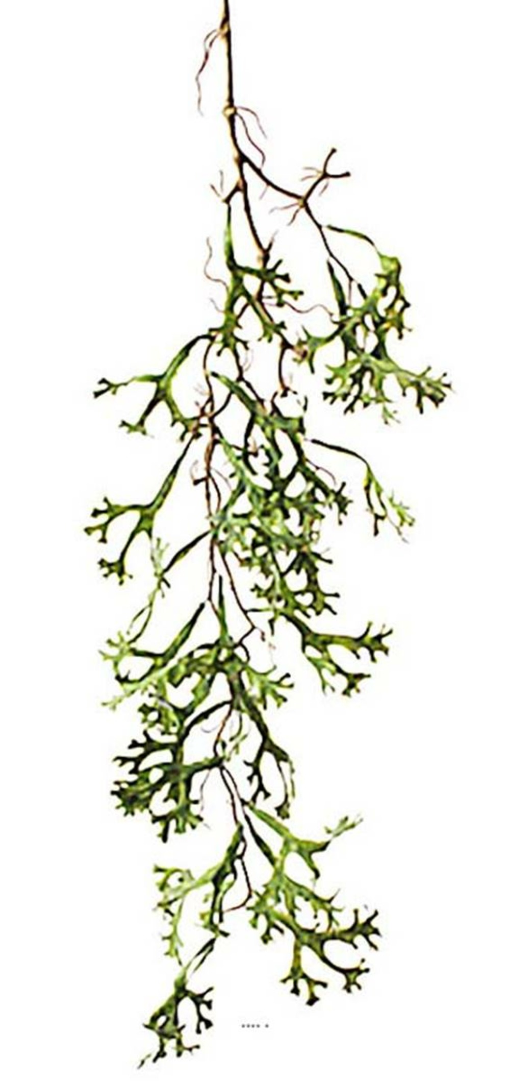 Chute de platycerium artificiel l 100 cm vert