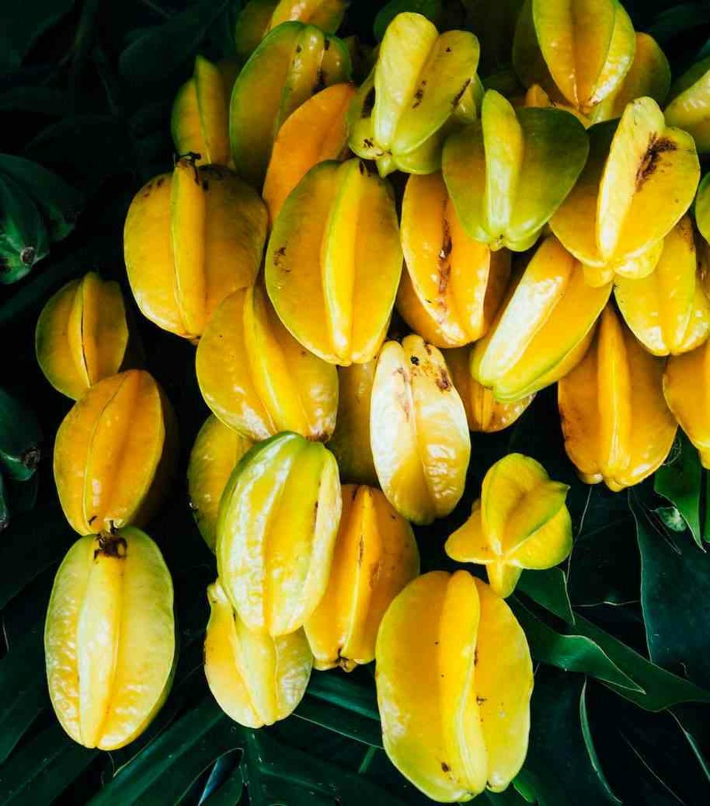 Averrhoa carambola adulte (carambolier, carambole) taille pot de 20 litres -160/180cm