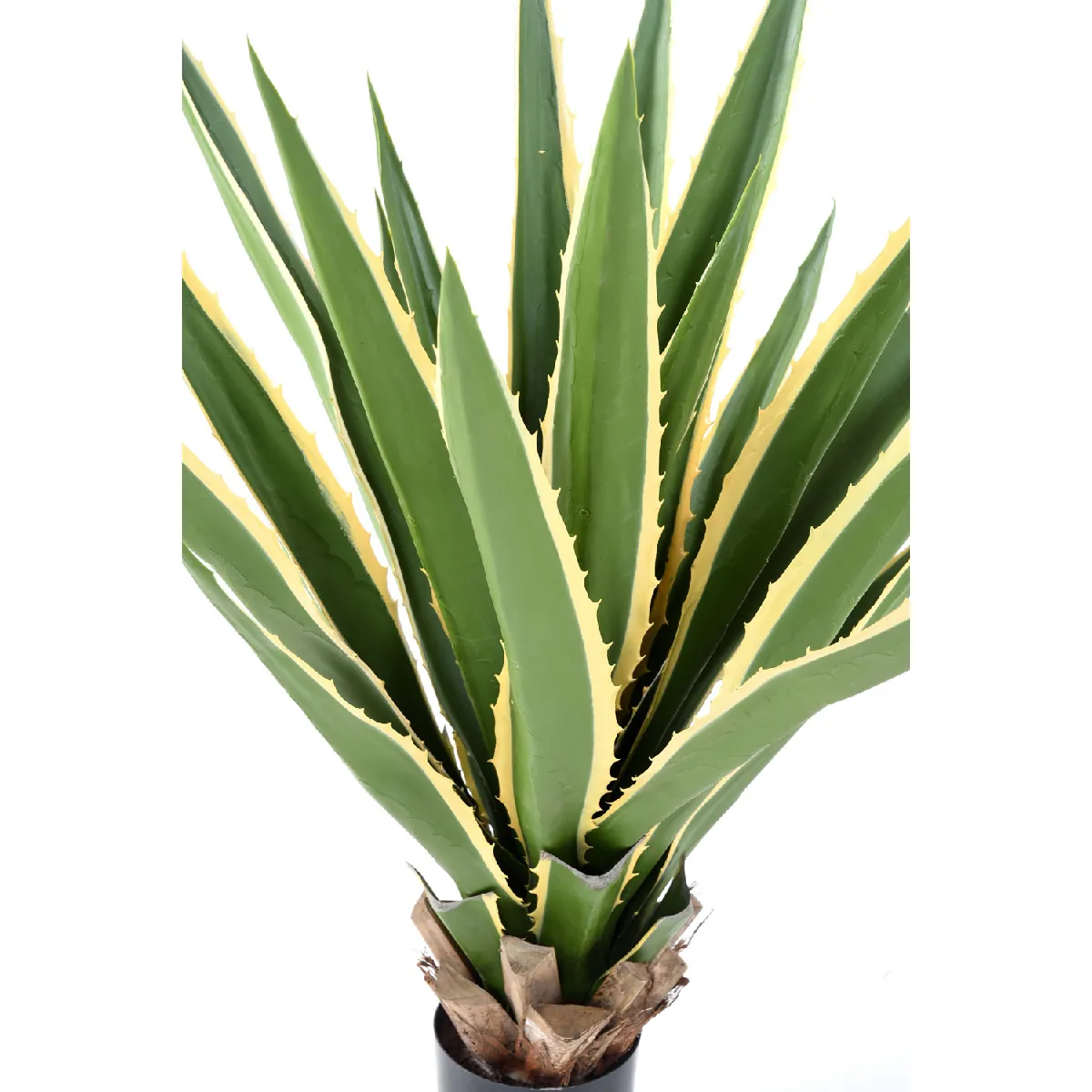 Pegane Agave Furcraea
