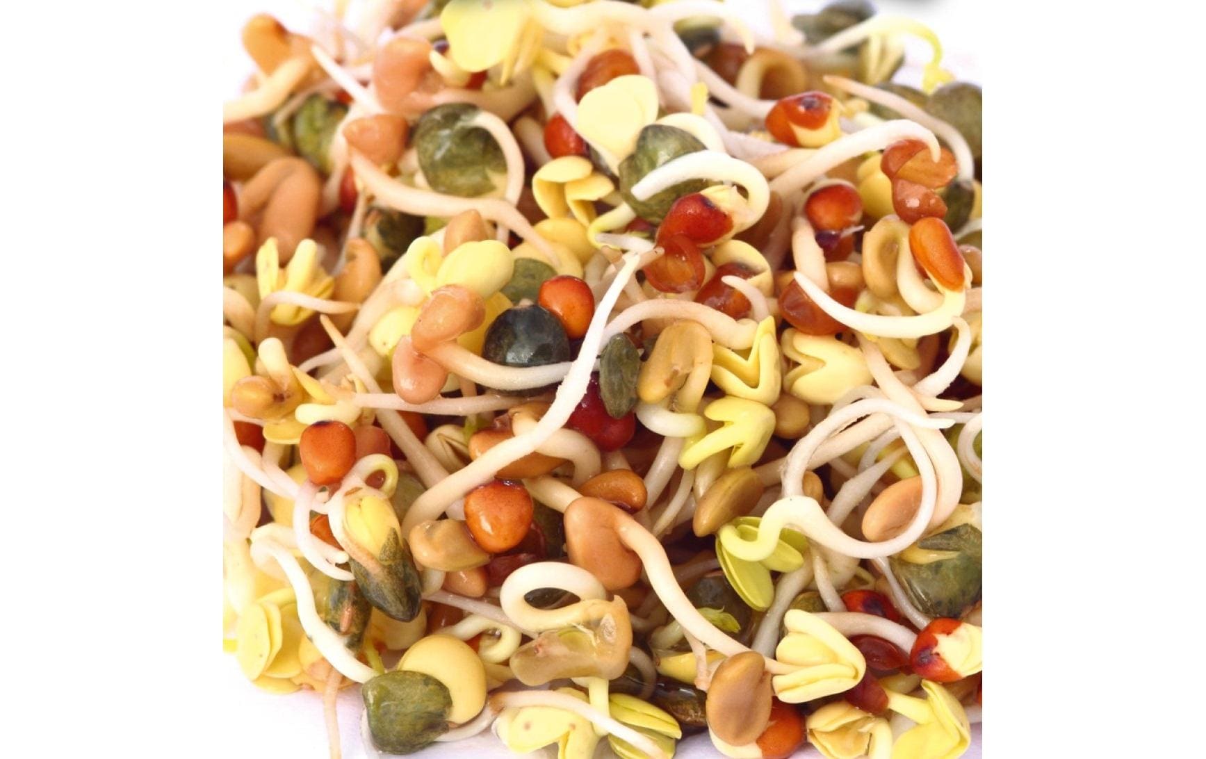Samen Microgreens Daikon-Rettich HARRY HERBSNachfüllset mit Daikon-Rettich Samen und Anzuchtmatte