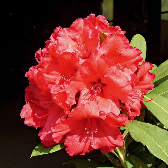 Rhododendron hybride : C.7L 40/50 - Coloris variables