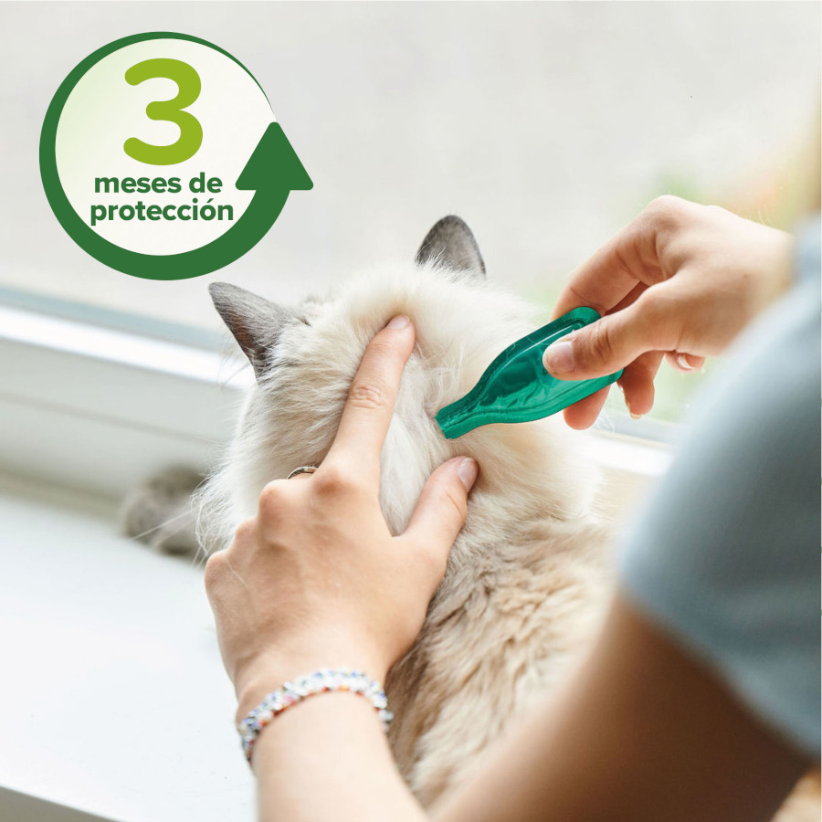Pipetas repelentes para gatos Beaphar