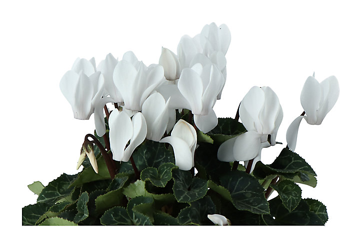 Cyclamen avec pot en zinc 13 cm