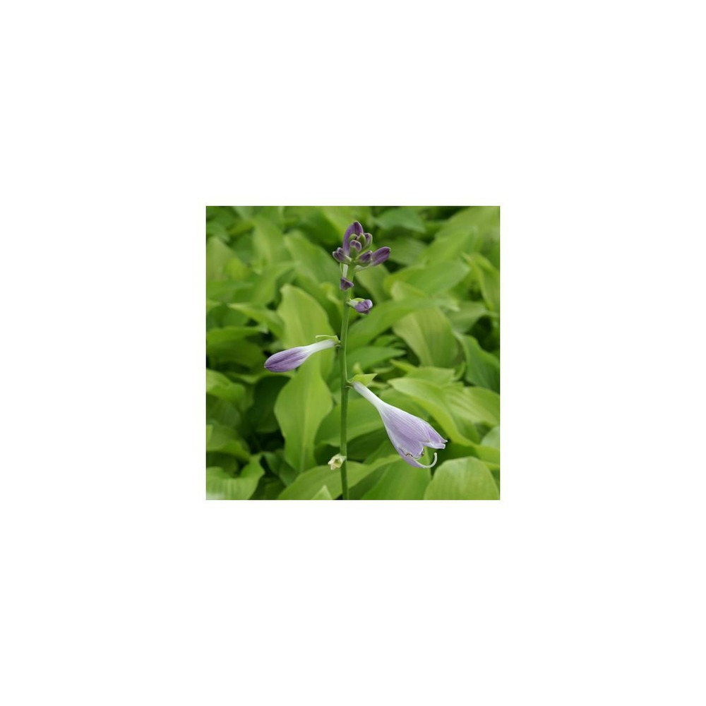 Hosta honeybells/hosta x honeybells[-]godet
