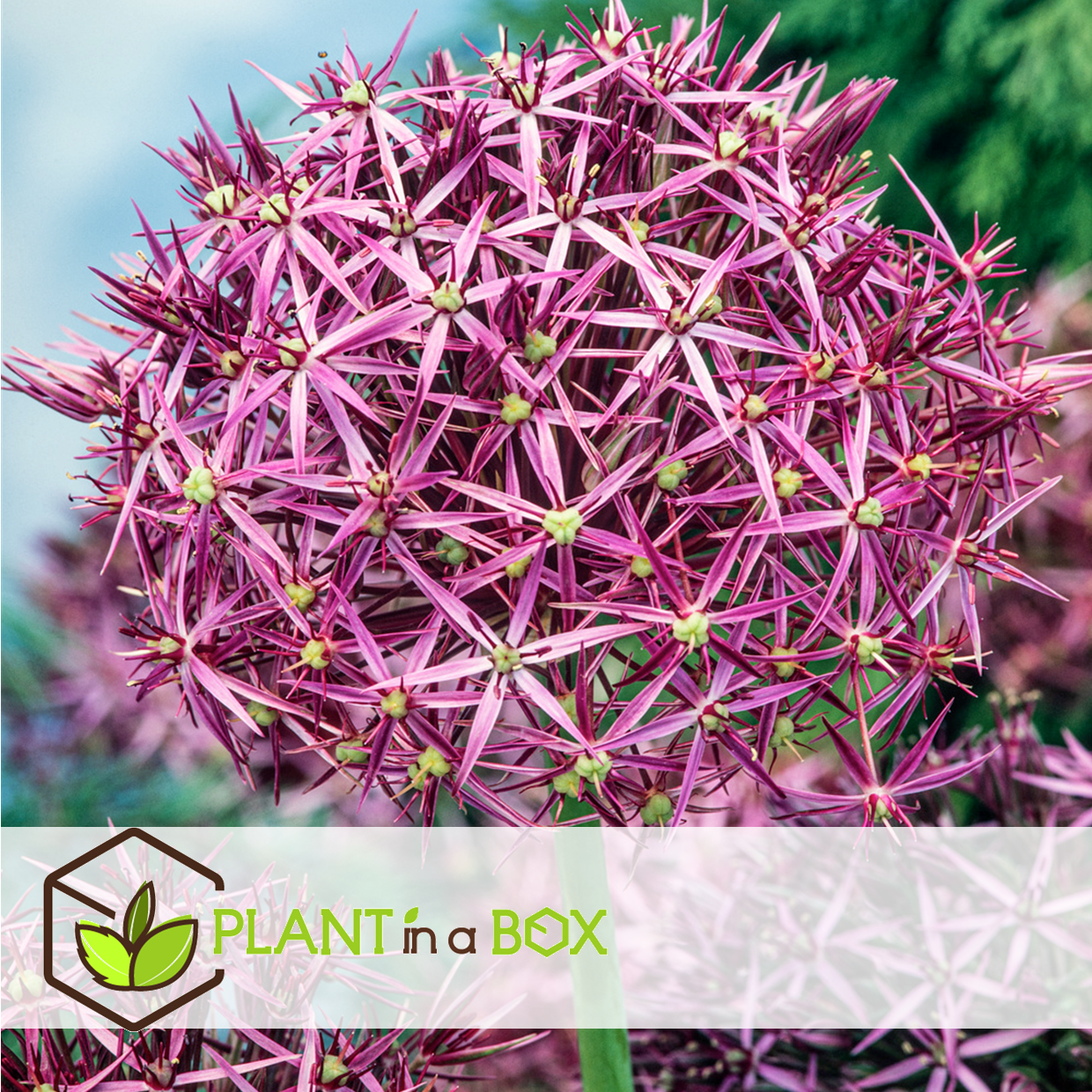 Allium christophii - bulbes de fleurs x30 - violet
