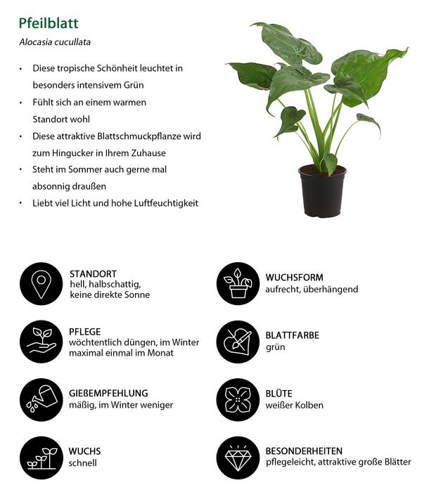Pfeilblatt - Alocasia cucullata