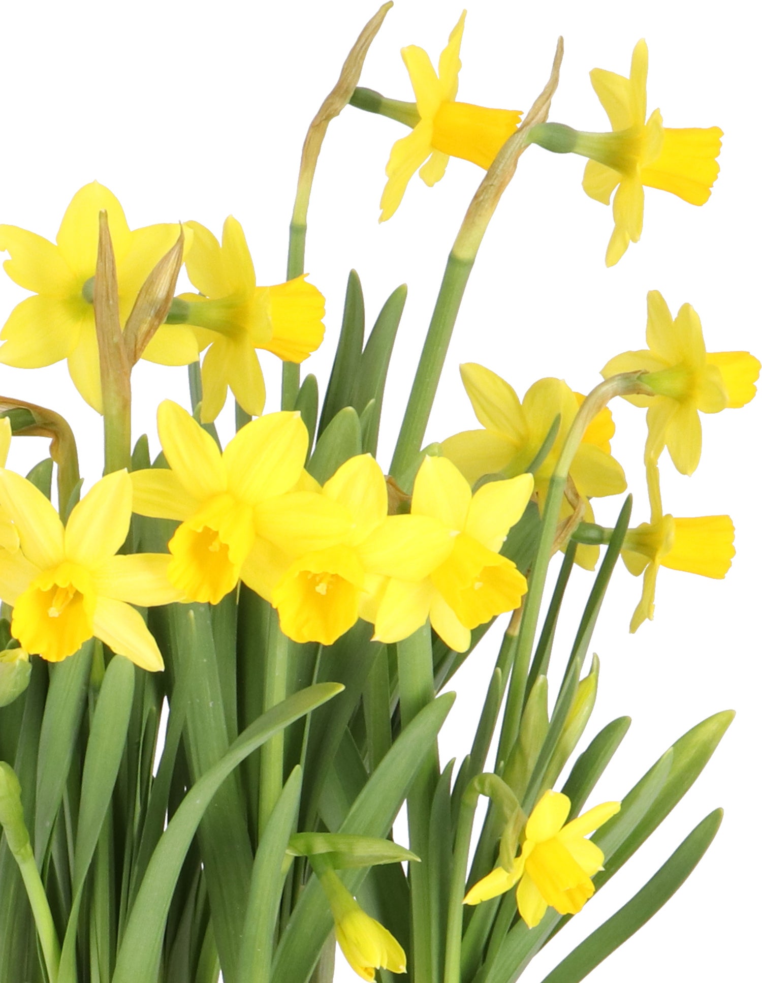 Narcis (Narcissus 'Tete a Tete') D 19 H 15 cm